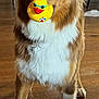 dog, brown_dog, white_fur, rubber_duck, toy, indoor, wooden_floor, pet, animal, playful, cute, standing, fur, collar, domestic, canine, household, looking_at_camera, front_legs, ears