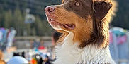 Venise participe au concours pour gagner de l'argent avec cette photo : dog, brown, white, pink_harness, outdoor, snow, mountain, winter, animal, pet, canine, portrait, nature, blurred_background, ski_resort, fur, side_view, looking_away, daylight, scenic