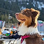 dog, brown, white, pink_harness, outdoor, snow, mountain, winter, animal, pet, canine, portrait, nature, blurred_background, ski_resort, fur, side_view, looking_away, daylight, scenic