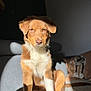 Venise participe au concours pour gagner de l'argent avec cette photo : dog, brown, white, sunlight, indoor, couch, pet, canine, fur, shadow, relaxed, seated, cozy, home, animal, portrait, sunbeam, domestic, cute, companion