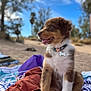 Venise participe au concours pour gagner de l'argent avec cette photo : puppy, dog, collar, outdoor, blanket, fur, brown, white, tongue_out, sitting, nature, trees, sky, sunny, cute, pet, young_dog, playful, animal, relaxed