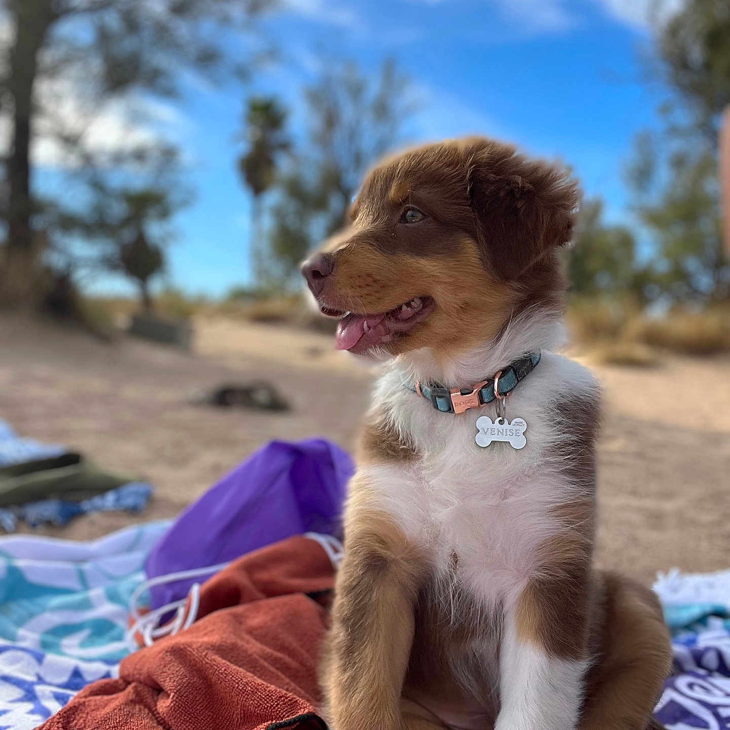 Venise participe au concours pour gagner de l'argent avec cette photo : animal, blanket, brown, collar, cute, dog, fur, nature, outdoor, pet, playful, puppy, relaxed, sitting, sky, sunny, tongue_out, trees, white, young_dog