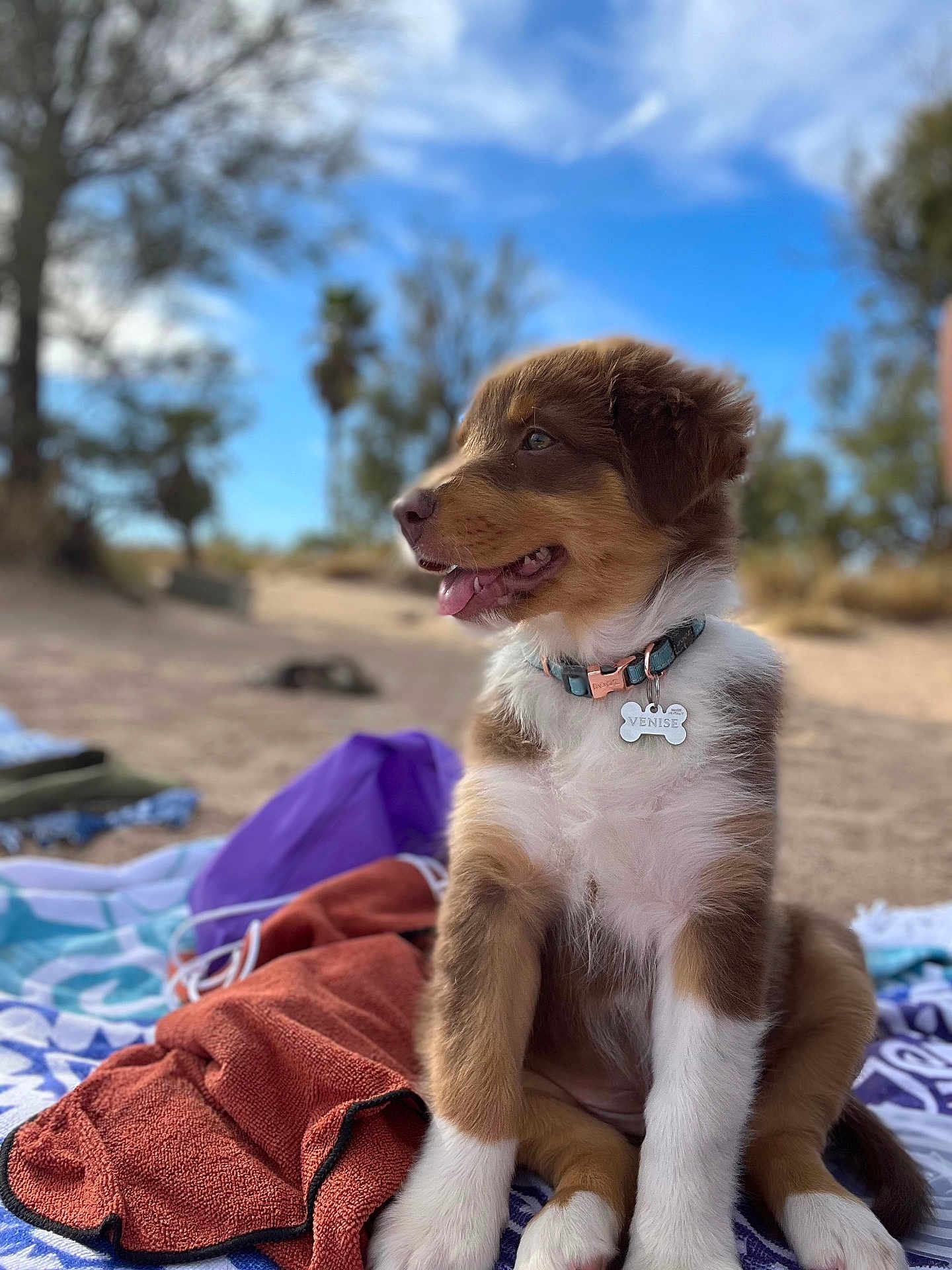 Venise participe au concours pour gagner de l'argent avec cette photo : puppy, dog, collar, outdoor, blanket, fur, brown, white, tongue_out, sitting, nature, trees, sky, sunny, cute, pet, young_dog, playful, animal, relaxed