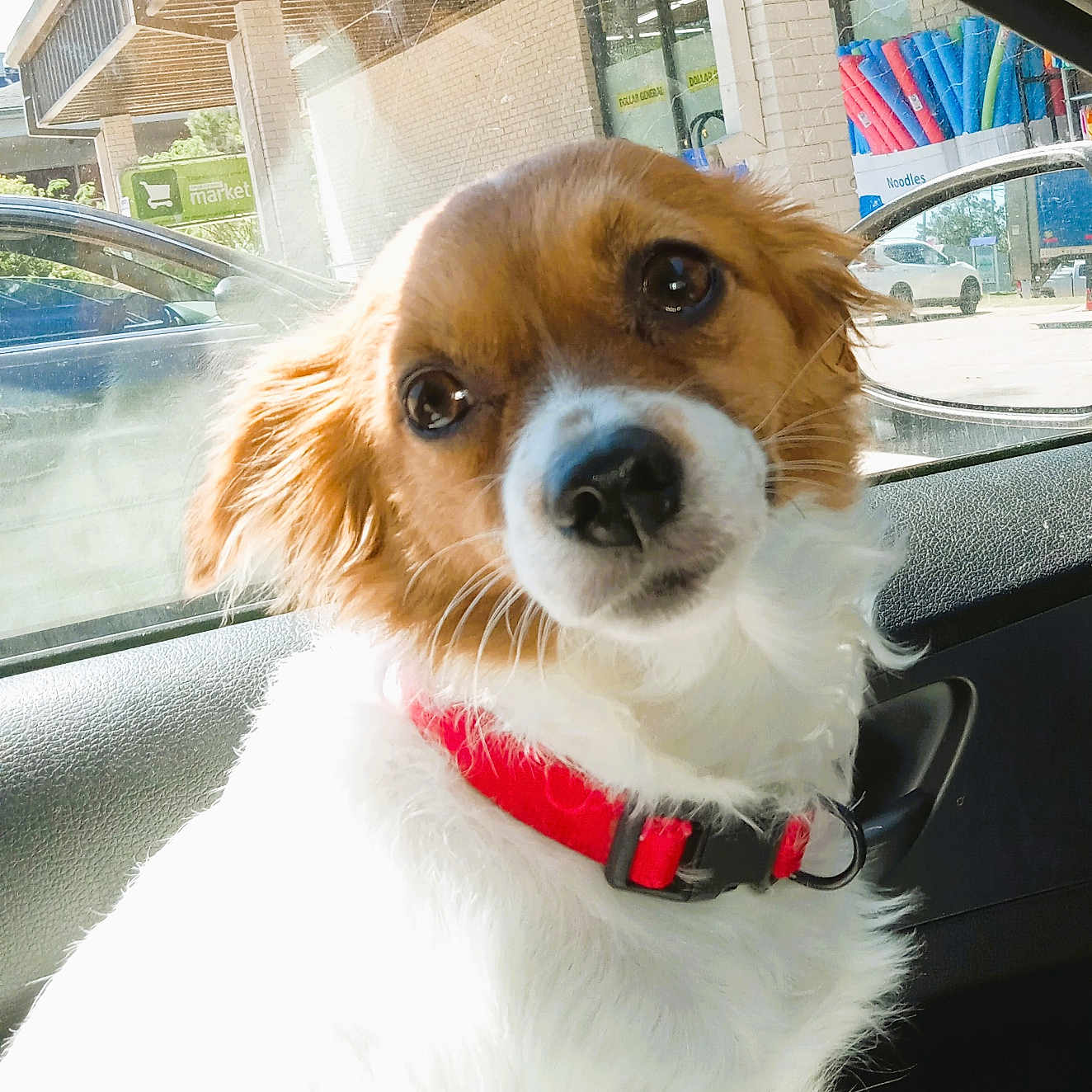Vote Izzy Bell in Cutest Dog Contest - Win Prizes