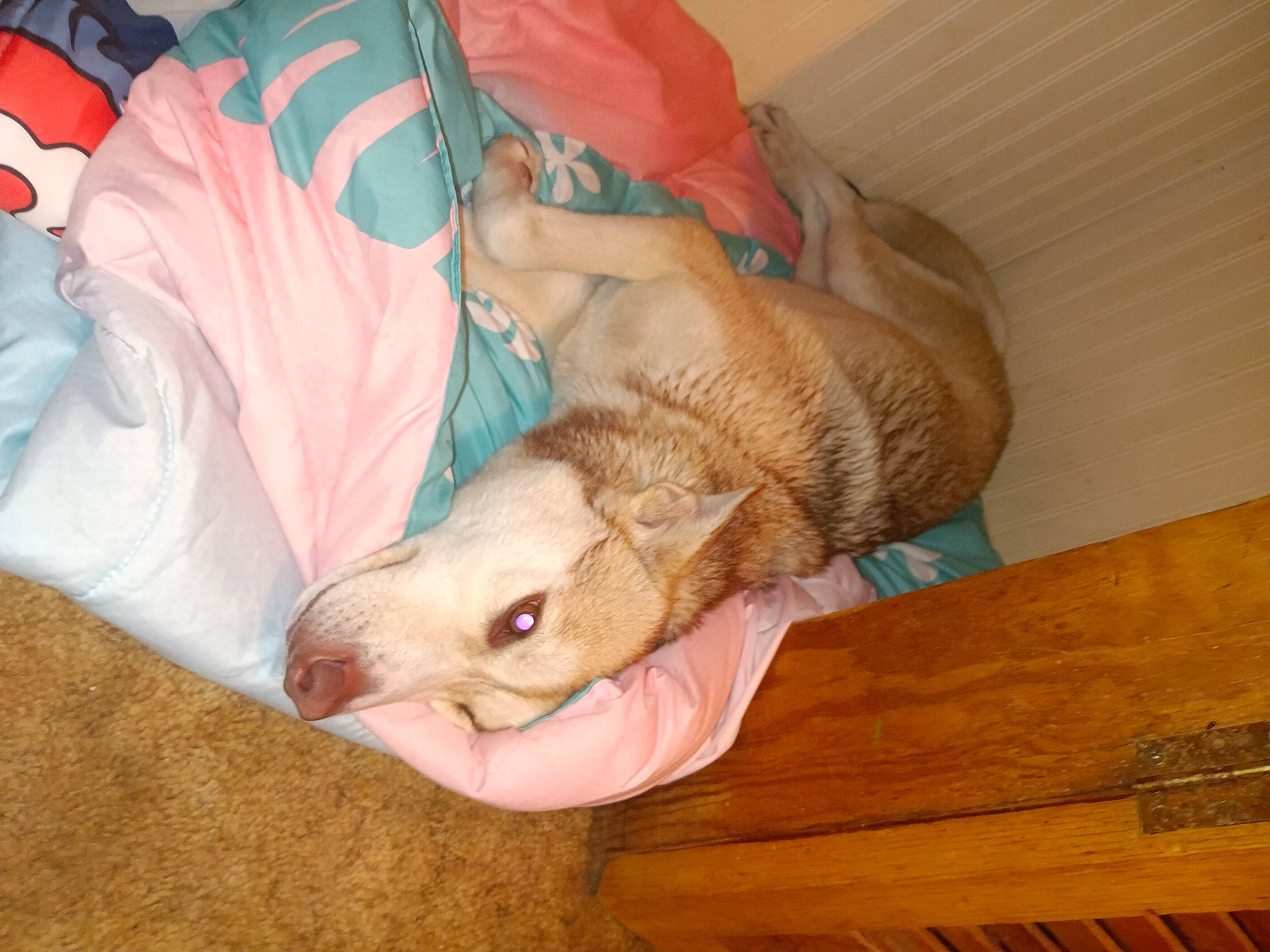 Shelia is registered to the contest to win money with this photo: canidae, carnivore, comfort, companion_dog, dog_breed, fawn, felidae, fur, hardwood, paw, plank, rodent, small_to_medium_sized_cats, snout, sporting_group, tail, terrestrial_animal, vertebrate, whiskers, wood