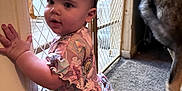 Kynlee joined the competition — help win amazing prizes! baby, child, dog, indoor, carpet, bow, headband, pink_clothing, baby_gate, crawling, pet, curious, home, furniture, floor, wall, hand, face, kneeling, animal