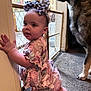 baby, child, dog, indoor, carpet, bow, headband, pink_clothing, baby_gate, crawling, pet, curious, home, furniture, floor, wall, hand, face, kneeling, animal
