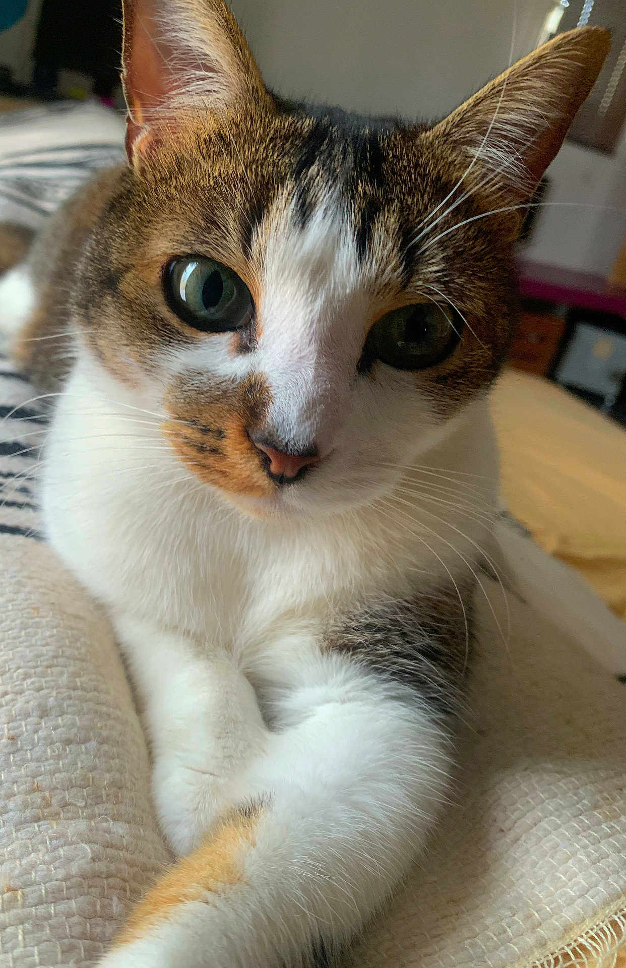 Gaspard a rejoint le concours — aidez-le/la à gagner de superbes lots ! cat, close_up, pet, feline, whiskers, paw, indoor, blanket, fur, curious, green_eyes, tabby, white_fur, relaxed, animal, cute, domestic, portrait, soft_light, cozy