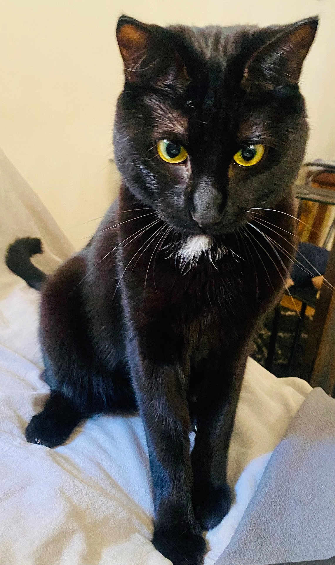 Onyx a rejoint le concours — aidez-le/la à gagner de superbes lots ! cat, black_cat, yellow_eyes, pet, indoor, blanket, feline, whiskers, curious, sitting, fur, animal, cute, domestic_animal, portrait, cozy, home, close_up, white_patch, relaxed