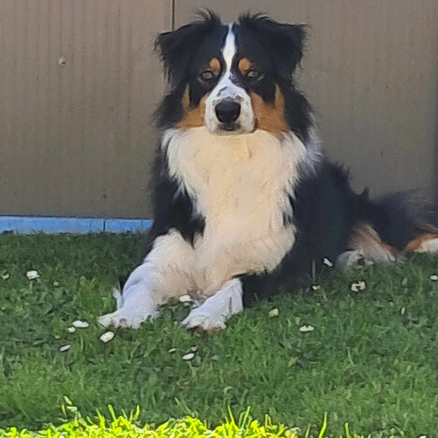 Tootsy participe au concours pour gagner de l'argent avec cette photo : dog, tricolor, grass, flowers, outdoor, pet, canine, fence, resting, calm, nature, animal, portrait, fur, ears, white, black, brown, daylight, garden