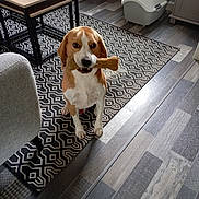 Freddy participe au concours pour gagner de l'argent avec cette photo : dog, beagle, bone, pet, indoor, floor, rug, furniture, table, chair, wooden_floor, pattern, canine, animal, domestic, cute, playful, room, household, interior
