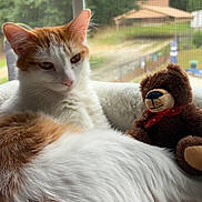 Peaches is registered to the contest to win money with this photo: backyard, cat, cozy, daylight, ears, feline, fur, home, indoor, lounging, orange_and_white_cat, pet, portrait, relaxed, sitting, stuffed_animal, teddy_bear, whiskers, window, window_seat