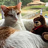 backyard, cat, cozy, daylight, ears, feline, fur, home, indoor, lounging, orange_and_white_cat, pet, portrait, relaxed, sitting, stuffed_animal, teddy_bear, whiskers, window, window_seat