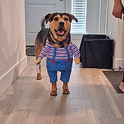 Hope joined the competition — help win amazing prizes! dog, costume, overalls, shirt, striped_shirt, pet, animal, portrait, standing, smiling, tongue_out, indoors, hallway, wood_floor, door, window, blinds, trash_bin, human_arm, playful
