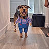 dog, costume, overalls, shirt, striped_shirt, pet, animal, portrait, standing, smiling, tongue_out, indoors, hallway, wood_floor, door, window, blinds, trash_bin, human_arm, playful