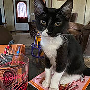 Zoe Chloe is registered to the contest to win money with this photo: cat, tuxedo_cat, kitten, pet, indoor, table, glass, magazine, living_room, furniture, foosball_table, curious, black_and_white, whiskers, paws, sitting, close_up, domestic_animal, home, cozy