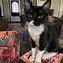 Zoe Chloe is registered to the contest to win money with this photo: black_and_white, cat, close_up, cozy, curious, domestic_animal, foosball_table, furniture, glass, home, indoor, kitten, living_room, magazine, paws, pet, sitting, table, tuxedo_cat, whiskers