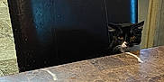 Zoe Chloe joined the competition — help win amazing prizes! cat, black_cat, chair, table, kitchen, curious, indoor, furniture, marble_table, pet, animal, whiskers, black_and_white, floor, cabinet, dishwasher, peek, quiet, home, cozy