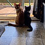 Zoe Chloe joined the competition — help win amazing prizes! cat, cats, indoor, floor, tile_floor, glass_door, deck, chair, curtain, collar, orange_cat, black_cat, white_markings, pets, animal, looking_outside, sunlight, home_interior, tail, sitting