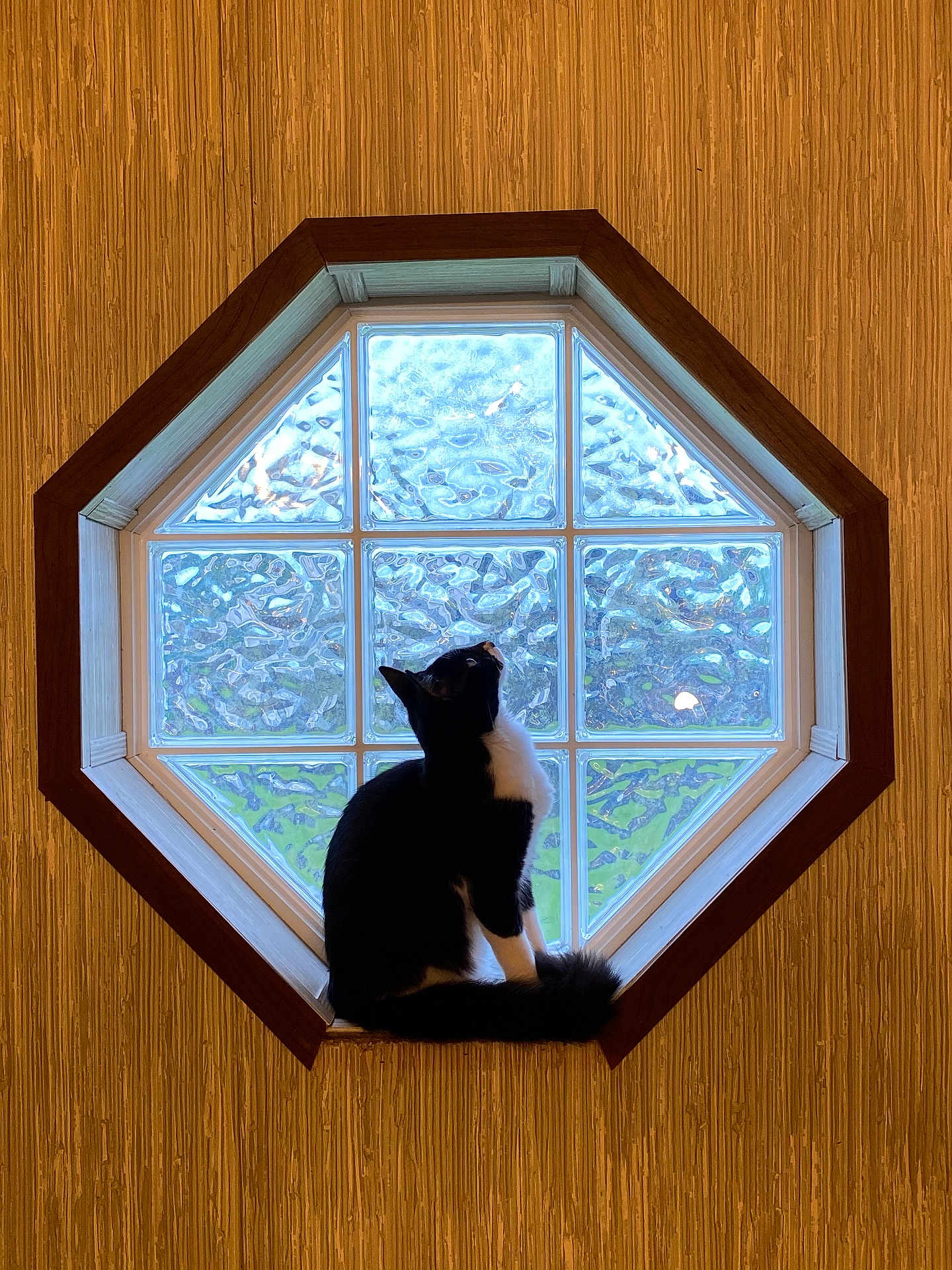 Zoe Chloe is registered to the contest to win money with this photo: cat, black_and_white_cat, window, octagonal_window, glass, wood, wood_paneling, sitting, curious, indoor, pet, animal, feline, looking_up, cozy, natural_light, texture, home_interior, still_life, quiet