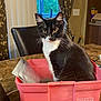 Zoe Chloe joined the competition — help win amazing prizes! cat, black_and_white, storage_box, pink, table, marble, indoor, curtains, window, greenery, chair, whiskers, pet, feline, domestic_animal, container, curious, sitting, household, cozy