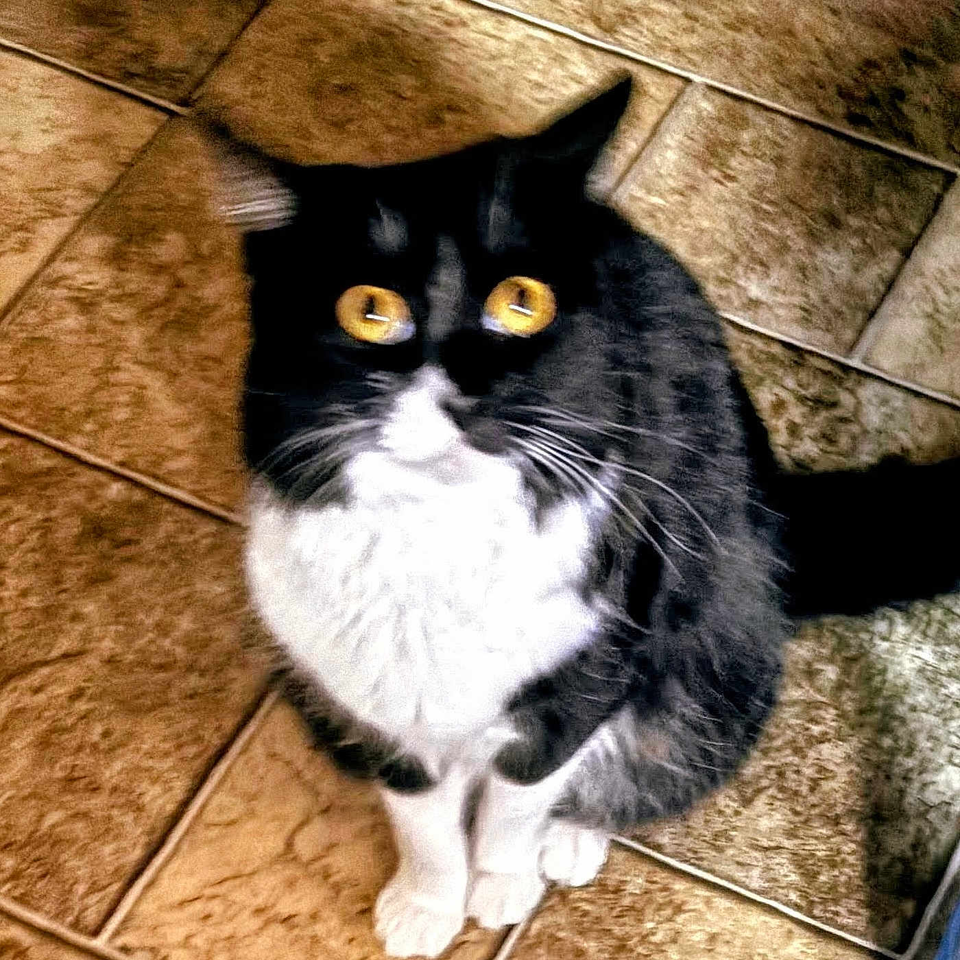 Zoe Chloe is registered to the contest to win money with this photo: animal, black_and_white, cat, companion, curious, cute, domestic, feline, flooring, fur, home, indoor, looking_up, mammal, pet, portrait, sitting, tiled_floor, whiskers, yellow_eyes