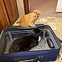 cat, cats, suitcase, open_suitcase, ginger_cat, black_cat, black_and_white_cat, floor, tile_floor, carpet, door, wooden_cabinet, indoor, pet, animal, curious, resting, domestic, household, kitten