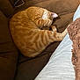 cat, orange_tabby, sleeping, curled_up, paw_on_face, couch, brown_cushion, indoor, cozy, pet, feline, relaxing, domestic_animal, fur, striped, resting, paw, person_leg, home, comfort