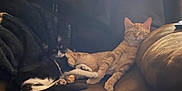 Chowder Bob is registered to the contest to win money with this photo: cat, cats, orange_tabby, black_and_white_cat, couch, leather_couch, pets, sleepy, relaxing, indoor, feline, animal, cozy, resting, home, furniture, paw, whiskers, cute, companion