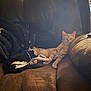 cat, cats, orange_tabby, black_and_white_cat, couch, leather_couch, pets, sleepy, relaxing, indoor, feline, animal, cozy, resting, home, furniture, paw, whiskers, cute, companion