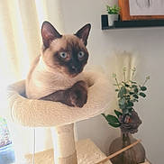 Achille participe au concours pour gagner de l'argent avec cette photo : cat, siamese_cat, blue_eyes, cat_tree, pet, indoor, curtain, window_light, vase, flowers, plant, shelf, artwork, cozy, paws, fur, portrait, sitting, home_decor, table