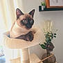 cat, siamese_cat, blue_eyes, cat_tree, pet, indoor, curtain, window_light, vase, flowers, plant, shelf, artwork, cozy, paws, fur, portrait, sitting, home_decor, table