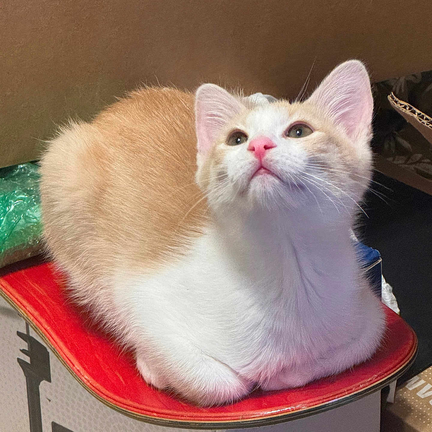 Mango joined the competition — help win amazing prizes! animal, box, cat, cozy, cream, curious, cute, ears, feline, fur, indoor, kitten, looking_up, nose, pet, red, sitting, whiskers, white, young