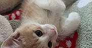 Mango joined the competition — help win amazing prizes! kitten, cat, pet, cute, orange_cat, white_cat, blanket, cozy, indoor, soft, paws, fur, resting, looking_up, young_cat, cushion, relaxed, animal, feline, home