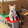 Mango is registered to the contest to win money with this photo: bubble_wrap, cardboard_box, cat, curious, cute, domestic, floor_tile, household, indoor, kitten, orange_cat, packing_material, pet, playful, sitting, skateboard, small_animal, stacked_boxes, tongue_out, white_cat