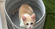 Mango joined the competition — help win amazing prizes! animal, basket, cat, curious, cute, floor, furniture, green_rug, home, indoor, kitten, orange_cat, pet, pet_toys, playful, resting, scratching_post, tile, toy, white_cat