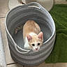 Mango joined the competition — help win amazing prizes! kitten, cat, basket, toy, scratching_post, floor, tile, green_rug, playful, pet, indoor, curious, orange_cat, white_cat, pet_toys, furniture, home, cute, animal, resting