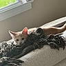 Mango joined the competition — help win amazing prizes! animal, blanket, cat, couch, cozy, curious, cute, domestic, feline, fur, indoor, kitten, light, pet, relaxed, resting, soft, texture, window, young