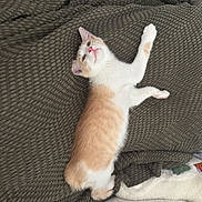 Mango is registered to the contest to win money with this photo: animal, blanket, cat, comfortable, cozy, curious, cute, feline, fur, indoor, kitten, orange_and_white, paw, pet, relaxed, resting, small, texture, whiskers, young
