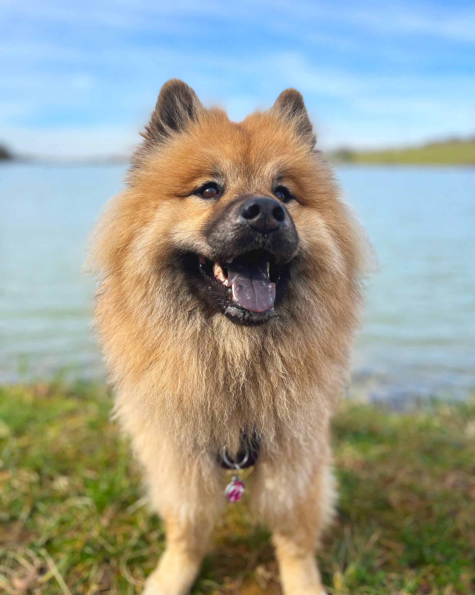Sanka participe au concours pour gagner de l'argent avec cette photo : canidae, carnivore, cloud, collar, companion_dog, dog, dog_breed, fang, fawn, fur, lake, plant, sky, snout, spitz, terrestrial_animal, water, whiskers, wildlife, working_dog