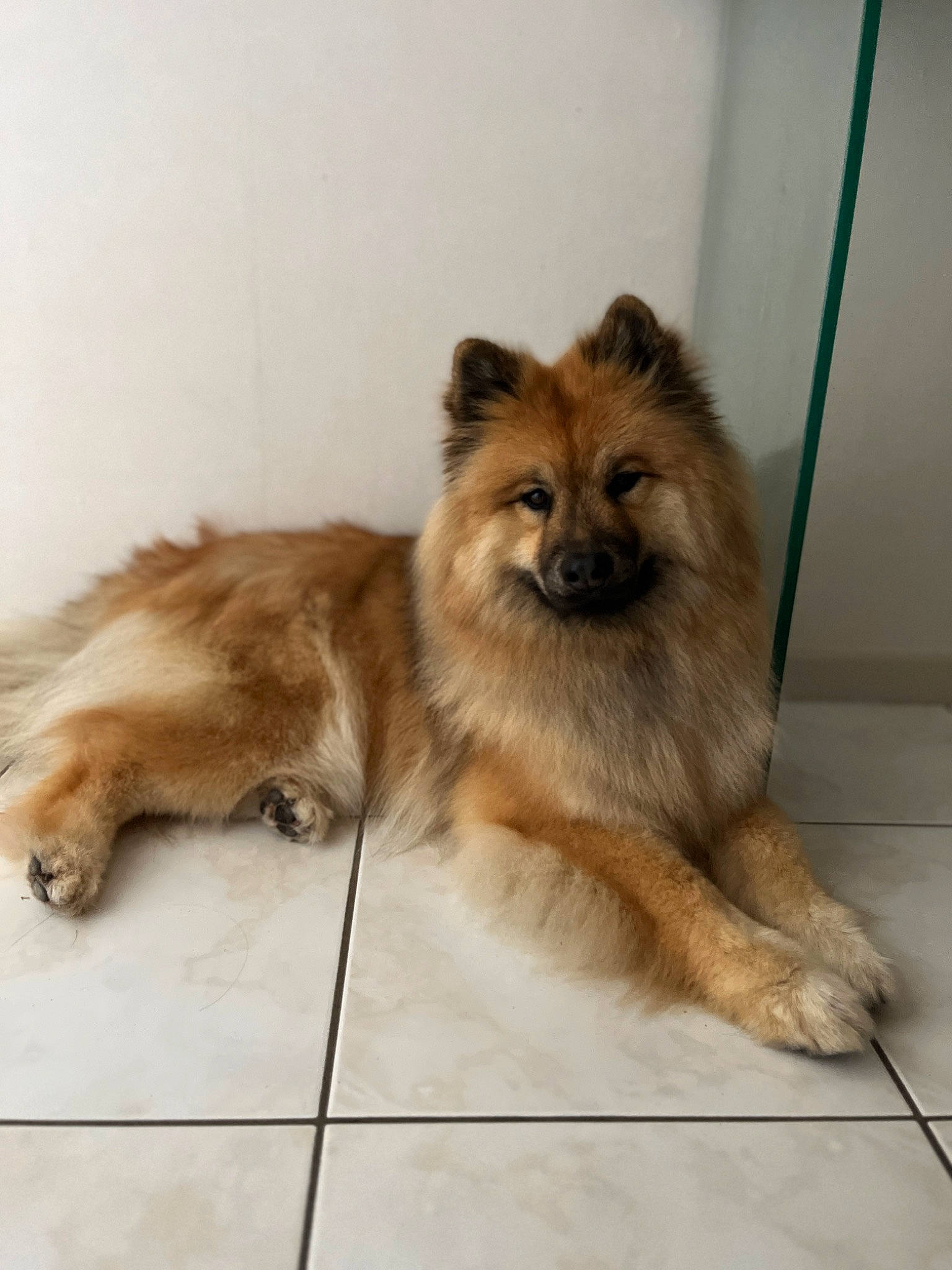 Sanka a rejoint le concours — aidez-le/la à gagner de superbes lots ! canidae, carnivore, companion_dog, dog, dog_breed, fawn, fur, german_spitz, german_spitz_klein, german_spitz_mittel, liver, pomeranian, snout, spitz, sporting_group, tail, terrestrial_animal, toy_dog, volpino_italiano, working_animal