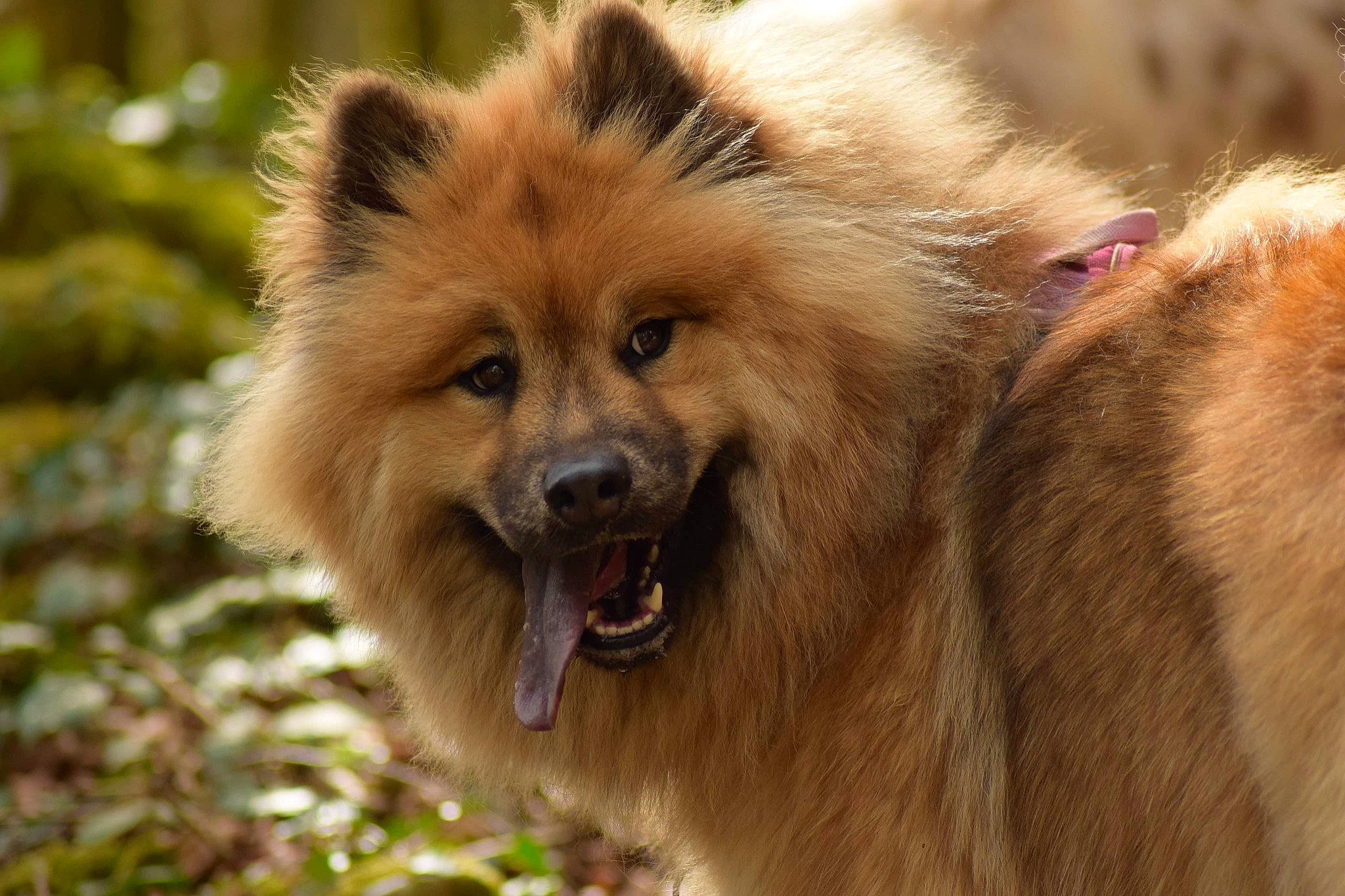 Sanka a rejoint le concours — aidez-le/la à gagner de superbes lots ! canidae, carnivore, close_up, companion_dog, dog, dog_breed, fawn, fur, german_spitz, german_spitz_klein, german_spitz_mittel, liver, snout, spitz, sporting_group, terrestrial_animal, volpino_italiano, whiskers, wildlife, working_animal