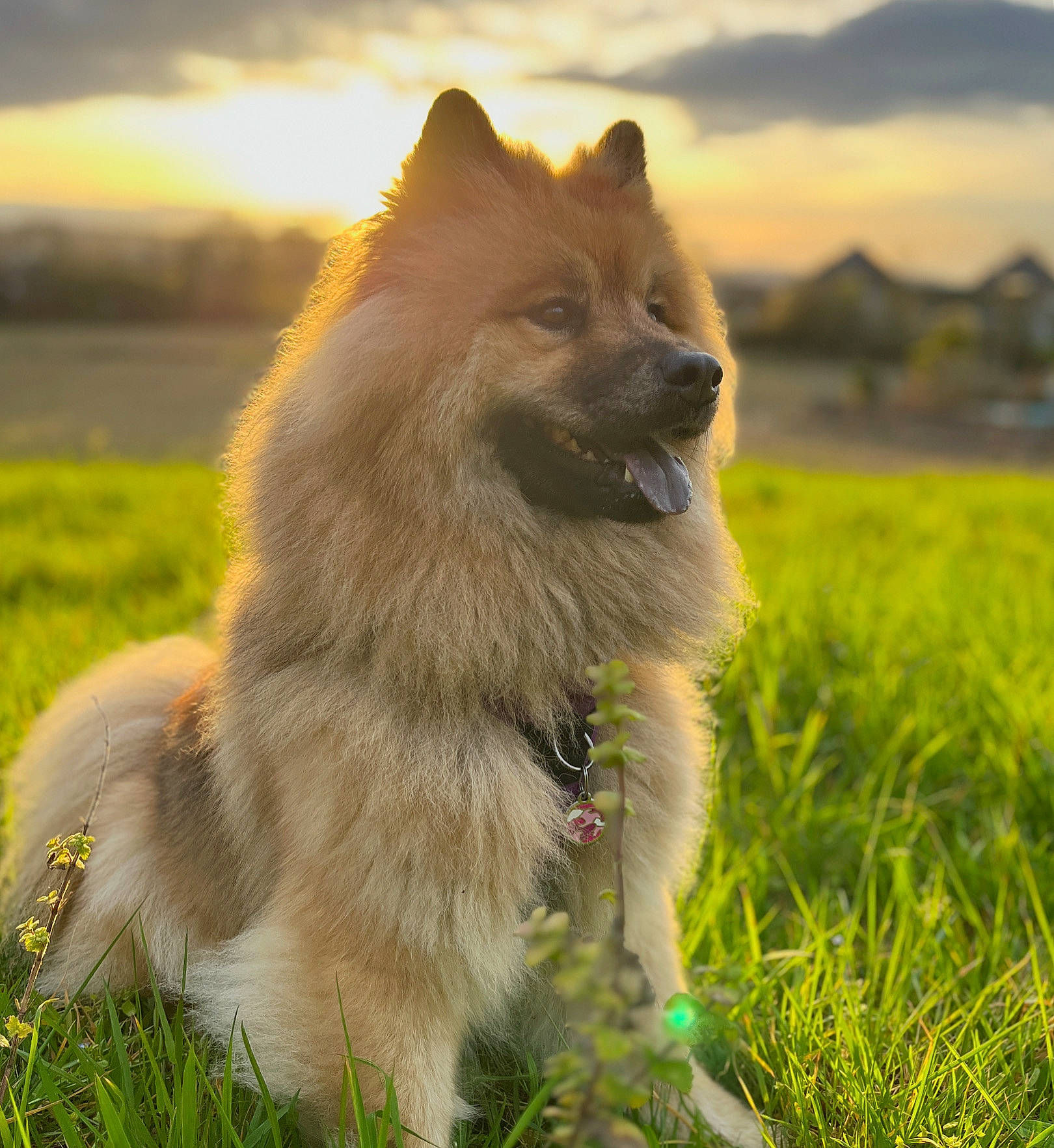 Sanka participe au concours pour gagner de l'argent avec cette photo : carnivore, cloud, companion_dog, dog, dog_breed, fawn, german_spitz, german_spitz_klein, german_spitz_mittel, grass, grassland, happy, plant, sky, snout, spitz, sporting_group, tail, terrestrial_animal, whiskers