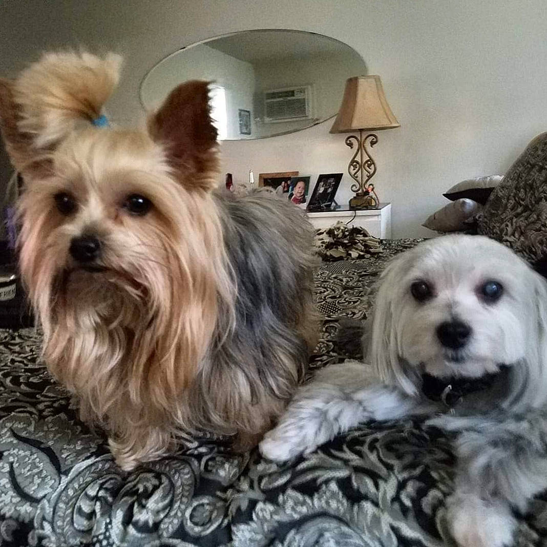 Sir Bentley Coupe Lacy joined the competition — help win amazing prizes! canidae, carnivore, chair, comfort, companion_dog, dog, dog_breed, dog_supply, fawn, fur, liver, maltepoo, small_terrier, snout, sporting_group, tableware, terrier, toy_dog, working_animal, yorkipoo