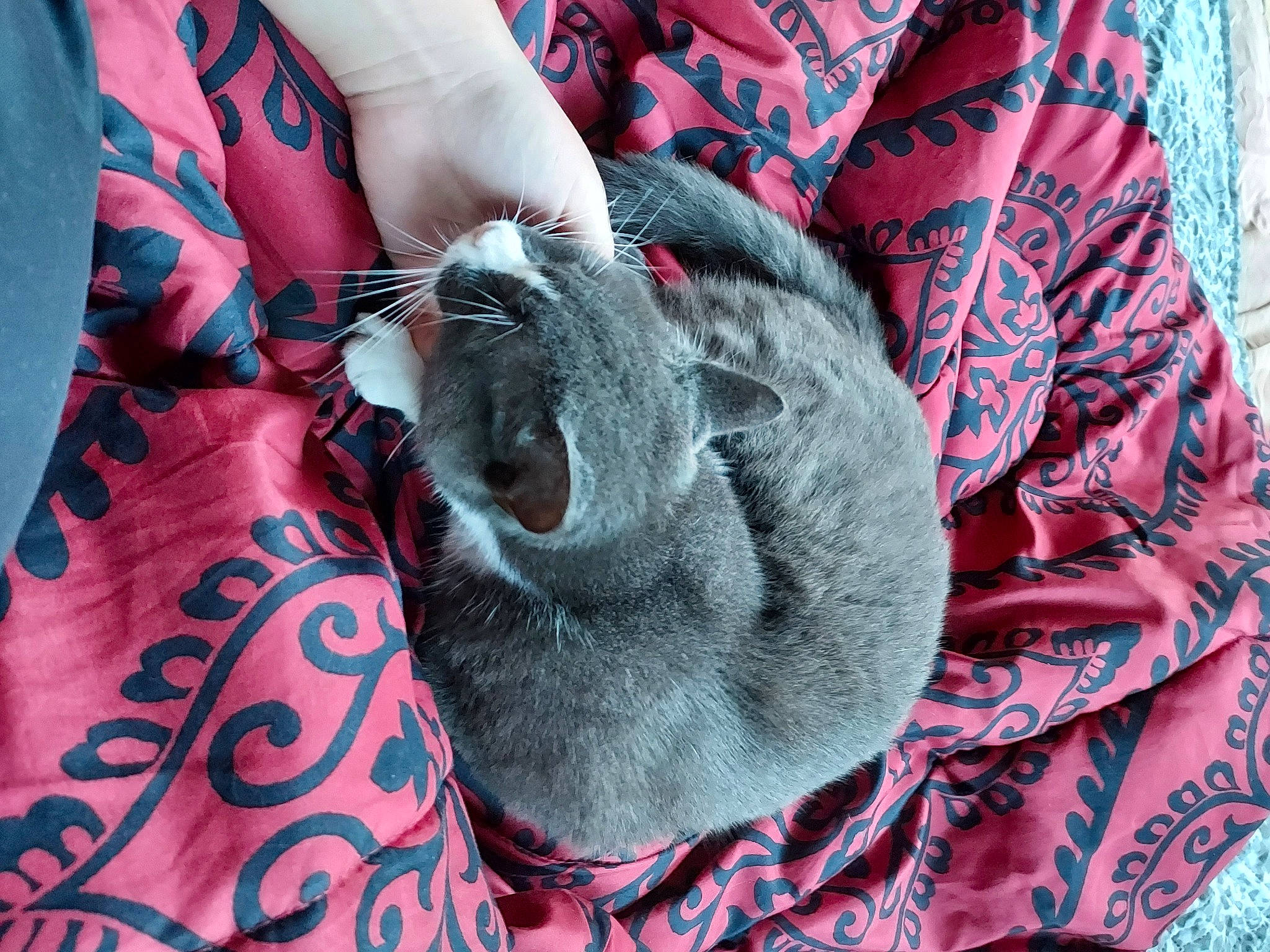 Naomi is registered to the contest to win money with this photo: cat, comfort, electric_blue, fawn, felidae, fur, grey, linens, magenta, pattern, pink, rabbits_and_hares, red, sleeve, small_to_medium_sized_cats, snout, textile, whiskers, wool, woolen