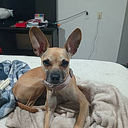 Indiana joined the competition — help win amazing prizes! dog, pet, bed, blanket, collar, ears, indoor, furniture, desk, wall, plug, cable, resting, looking, animal, canine, cute, small_dog, domestic_animal, fur