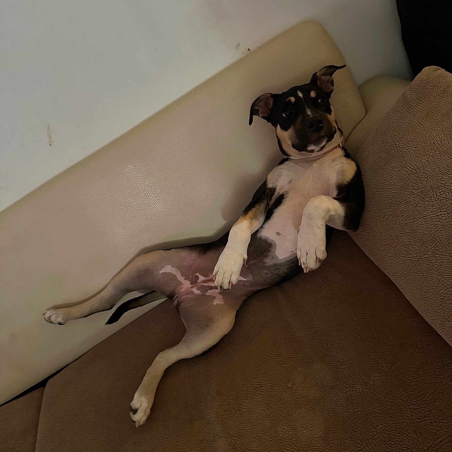 Athena a rejoint le concours — aidez-le/la à gagner de superbes lots ! animal, beige, brown, canine, comfortable, couch, dog, ears, fur, home, household, indoor, looking, lying_down, mammal, paw, pet, relaxed, resting, snout