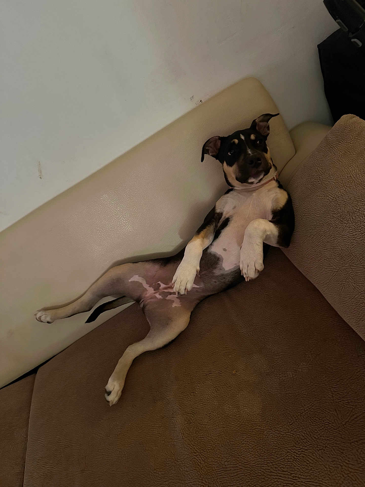 Athena a rejoint le concours — aidez-le/la à gagner de superbes lots ! dog, couch, relaxed, indoor, pet, brown, beige, fur, ears, paw, looking, lying_down, animal, canine, comfortable, home, household, mammal, snout, resting