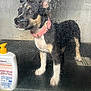 Athena participe au concours pour gagner de l'argent avec cette photo : dog, pink_collar, wet_glass, water_droplets, bathroom, bottle, curious, black_and_tan, standing, pet, indoor, glass, reflection, side_view, wet_surface, animal, muzzle, ears, paws, floor