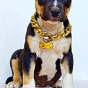 Athena a rejoint le concours — aidez-le/la à gagner de superbes lots ! puppy, dog, black, tan, white, sitting, collar, gold_chain, bone_tag, pet, cute, young, animal, domestic_animal, fur, paw, portrait, studio, isolated, looking